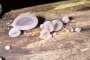 Auricularia auricula-judae