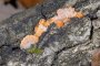 Phlebia merismoides