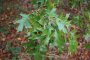Quercus palustris pendula
