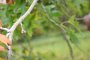 Quercus palustris pendula