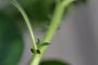 Ludwigia peploides - Jussie rampante (stipules et mini-feuilles)