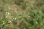 Melilotus albus - Mélilot blanc (fleurs)