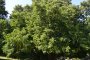 Pterocarya fraxinifolia - Ptérocaryer du Caucase