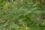 Sorbus aucuparia - feuilles