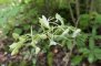 platanthera chlorantha