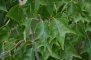 Érable trifide - feuilles