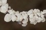 Hyménium de Plicaturopsis crispa