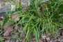 Carex syvatica - laîche des bois