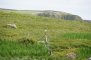 Paysage Shetland - Goéland cendré