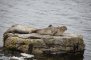 Shetland, Lerwick - phoques