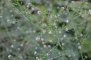 Lepidium graminifolium - Passerage à feuilles de graminée