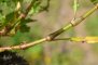 persicaria_lapathifolia - ochreas sans poils