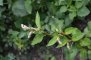 Persicaria lapathifolia - Renouée à feuille de patience