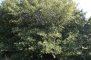 Quercus laurifolia - Chêne à feuilles de laurier