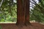 Séquoia toujours vert - tronc