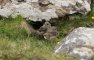 Shetland - jeunes Traquets motteux