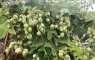 Humulus lupulus - Houblon grimpant (fruits)