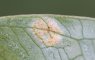 Puccinia sessilis - rouille de l'arum sur arum - Arum maculatum