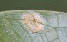 Puccinia sessilis - rouille de l'arum sur arum - Arum maculatum
